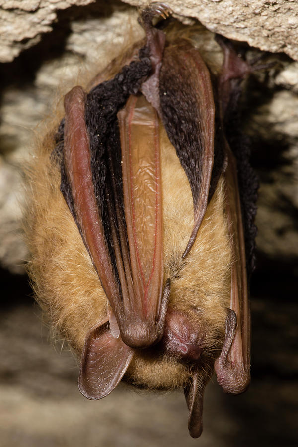 Tricolor Bat Perimyotis Subflavus #4 Photograph by Dante Fenolio
