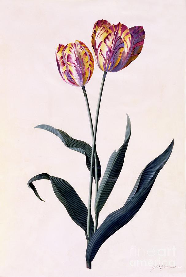 Tulip #4 Drawing by Heritage Images