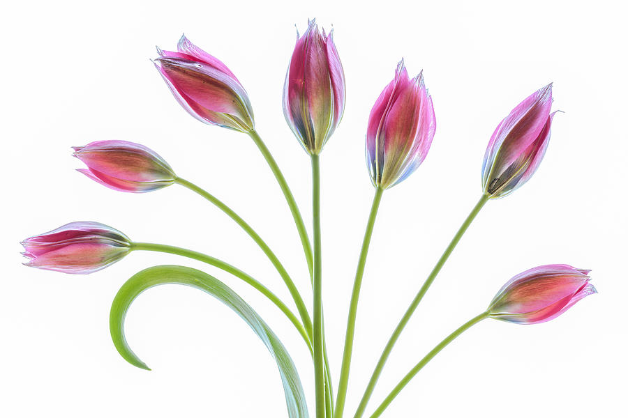 Tulipa #4 Photograph by Mandy Disher