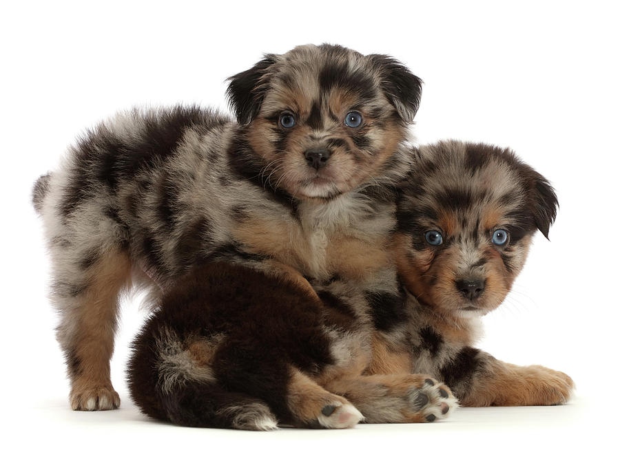 Two Mini American Shepherd Puppies, 5 #4 Photograph by Mark Taylor