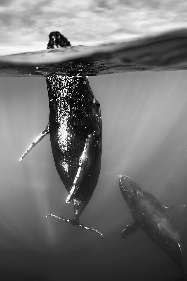 Animal Photograph - Underwater Photo, Swimming Humpback #4 by Ralph Lee Hopkins