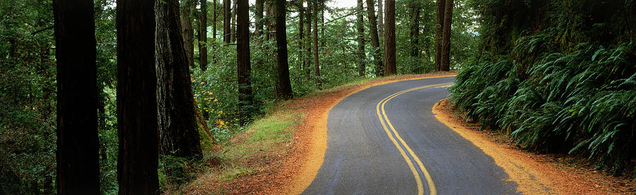 Usa , California, Marin County, Road #4 Photograph by Panoramic Images