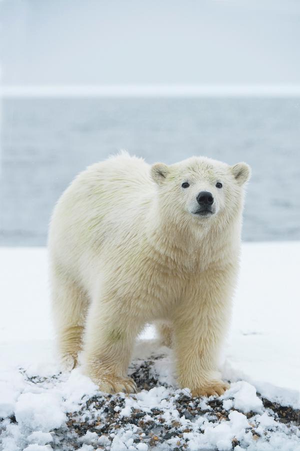 Usa Alaska Beaufort Sea Polar Bear Photograph By Steven Kazlowski