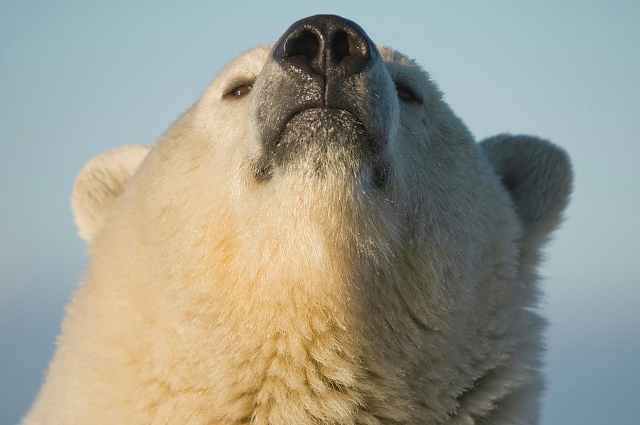 Usa, Alaska, Brooks Range, Arctic Photograph by Steven Kazlowski | Fine ...