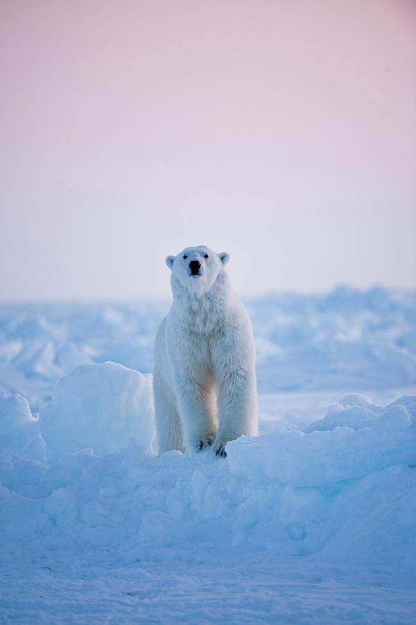 Usa Alaska Chukchi Sea Offshore Photograph By Steven Kazlowski