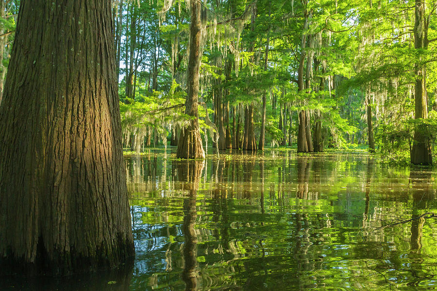 USA, Louisiana, Atchafalaya National Photograph by Jaynes Gallery ...