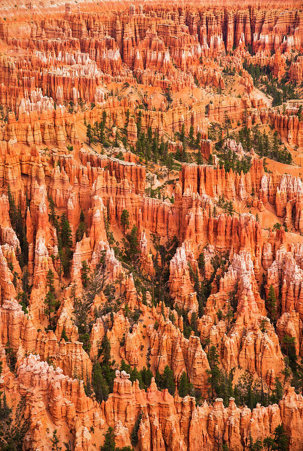 Usa, Utah, Bryce Canyon, Landscape With #4 Photograph by Daniel Grill