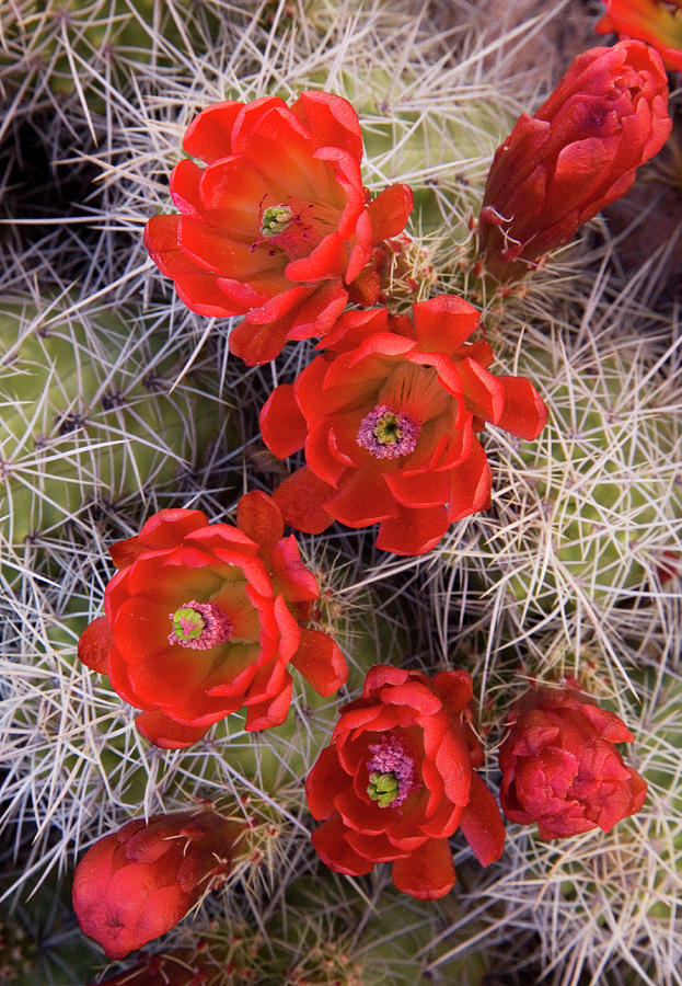 Bloom Photograph - Usa, Utah, Grand Staircase-escalante by Charles Gurche Bloom Photograph - Usa, Utah, Grand Staircase-escalante by Charles Gurche