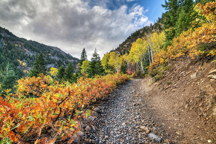 Utah Fall Colors #4 Photograph by Brett Engle