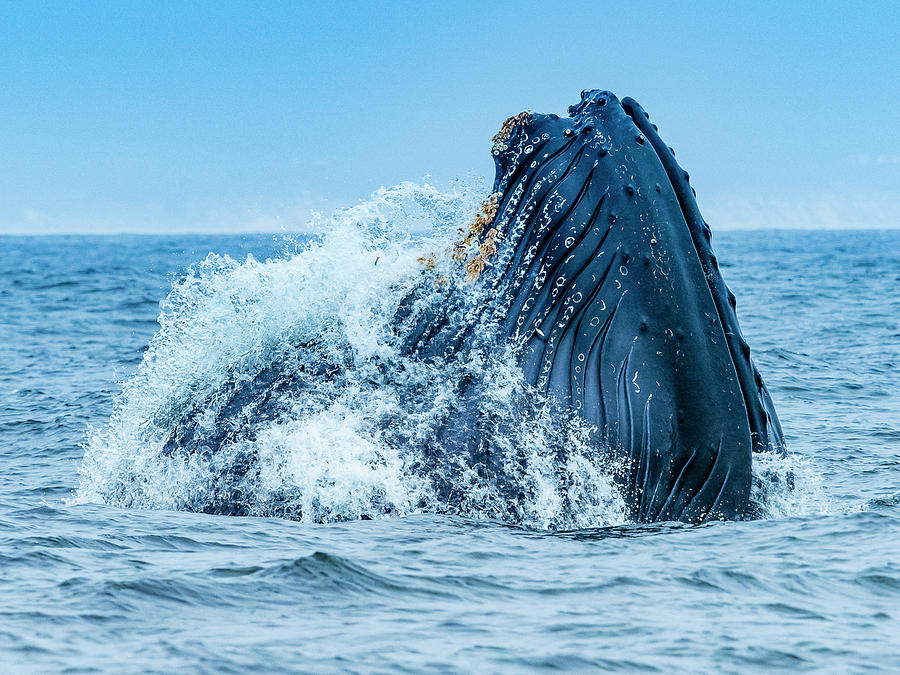 Vertical Lunge Feeding Behavior #4 Photograph by Ralph Lee Hopkins Vertical Lunge Feeding Behavior #4 Photograph by Ralph Lee Hopkins