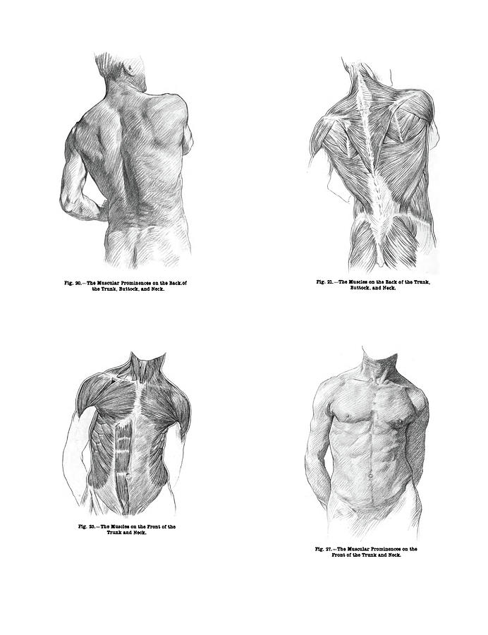 4 Views of the human back muscles, and torso Photograph by Steve Estvanik