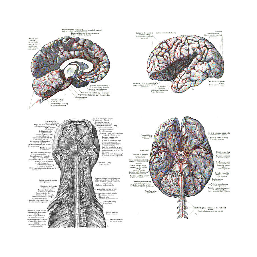 4 Views of the human brain  Photograph by Steve Estvanik