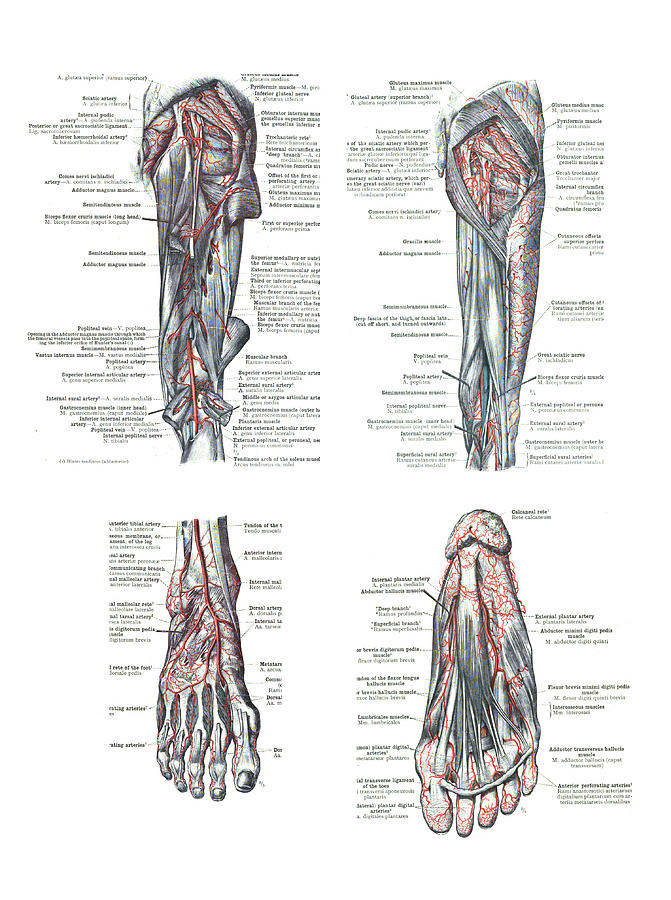4 Views of the human foot and leg Photograph by Steve Estvanik