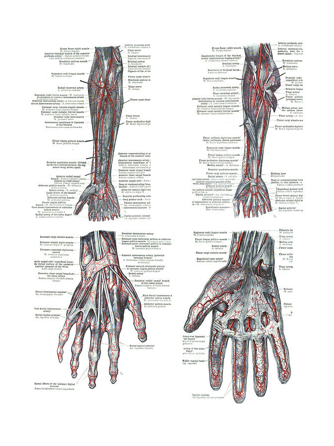 4 Views of the human hand and arm  Photograph by Steve Estvanik