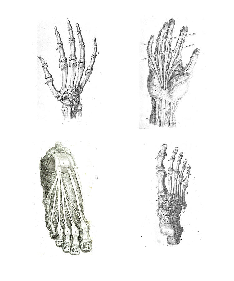 4 Views of the human hand and foot Photograph by Steve Estvanik