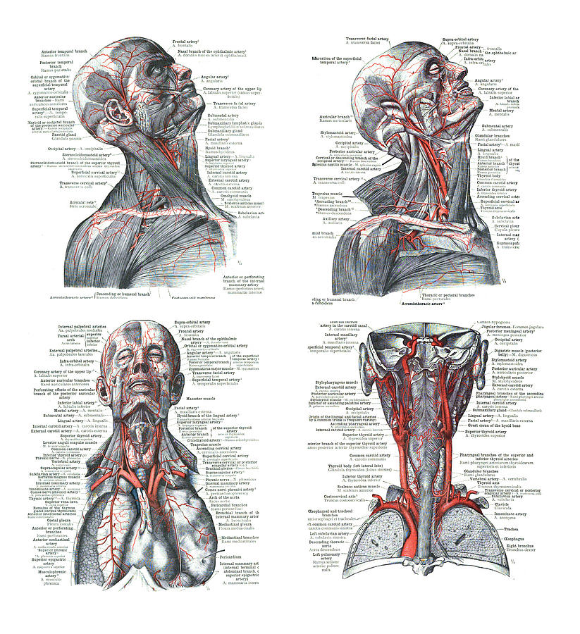 4 Views of the human head, torso  and lung Photograph by Steve Estvanik