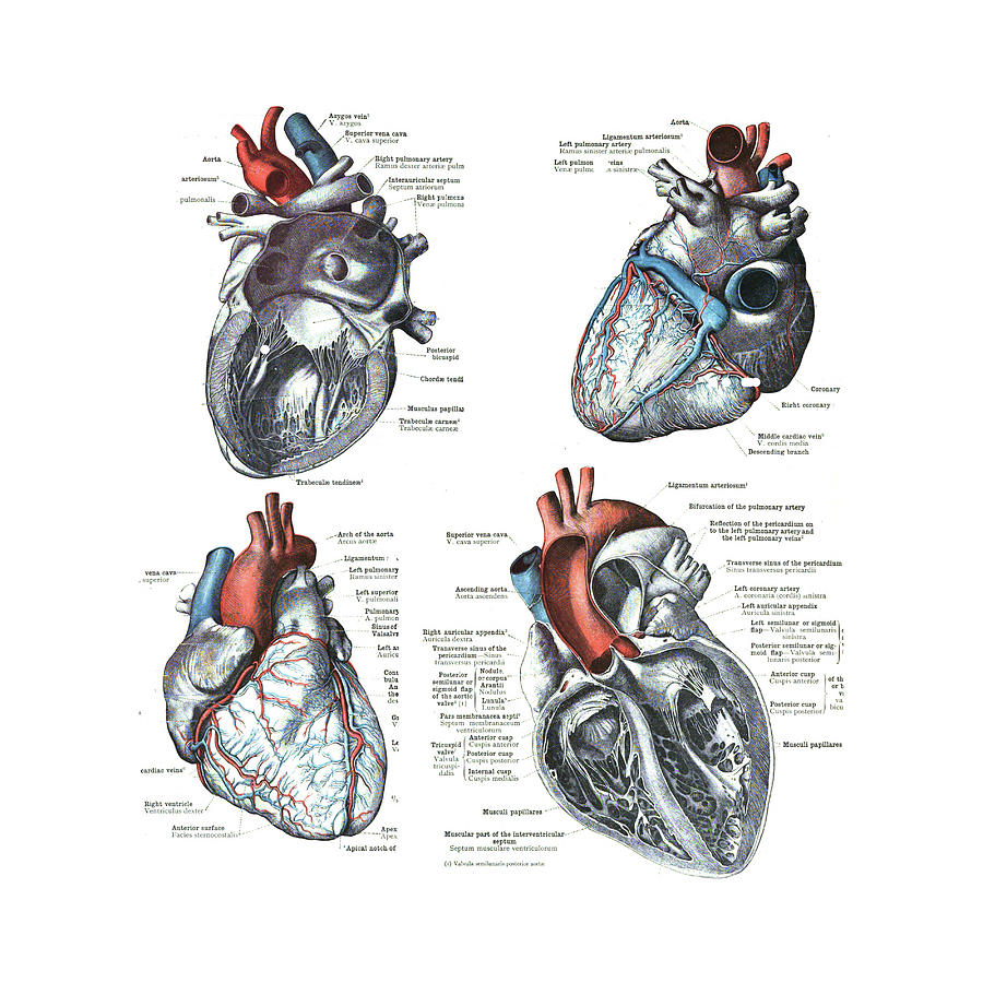 4 Views of the human heart  Photograph by Steve Estvanik