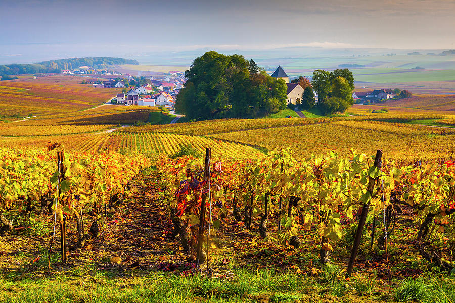 Vineyards, Champagne, France #4 Digital Art by Olimpio Fantuz