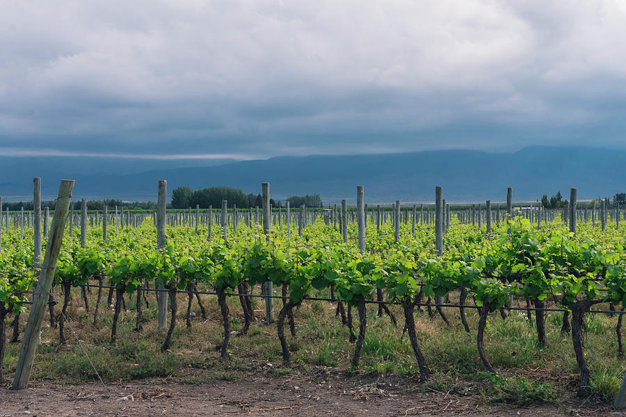 Wine Photograph - Vineyards On Cloudy Day Next To The Andes Mountain Range #4 by Cavan Images