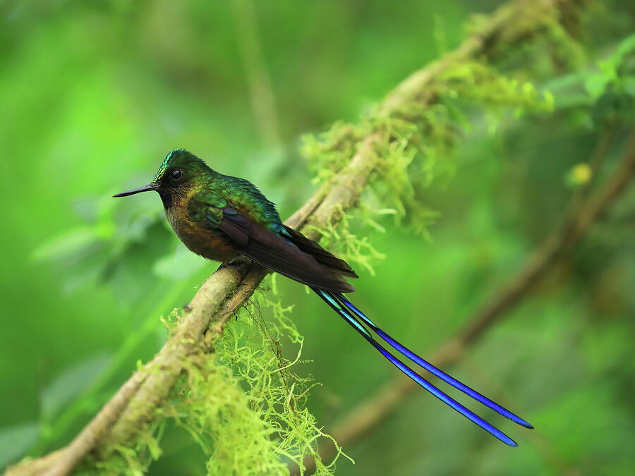 Violet tailed Sylph, QW Photograph by Alex Nikitsin - Pixels