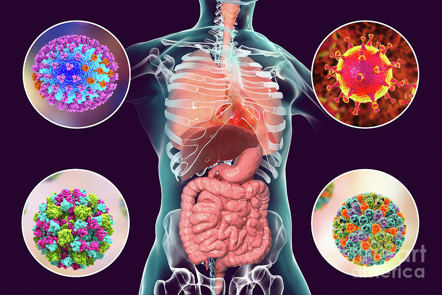 Viral Respiratory And Enteric Infections Photograph by Kateryna Kon