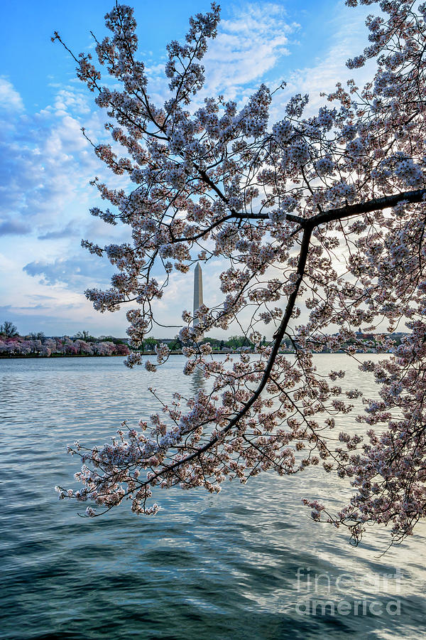 Washington Monument Cherry Blossoms #4 Photograph by Thomas R Fletcher