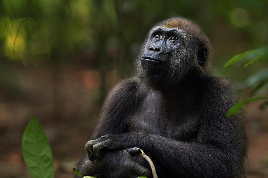 Western Lowland Gorilla Juvenile Male #4 Photograph by Anup Shah