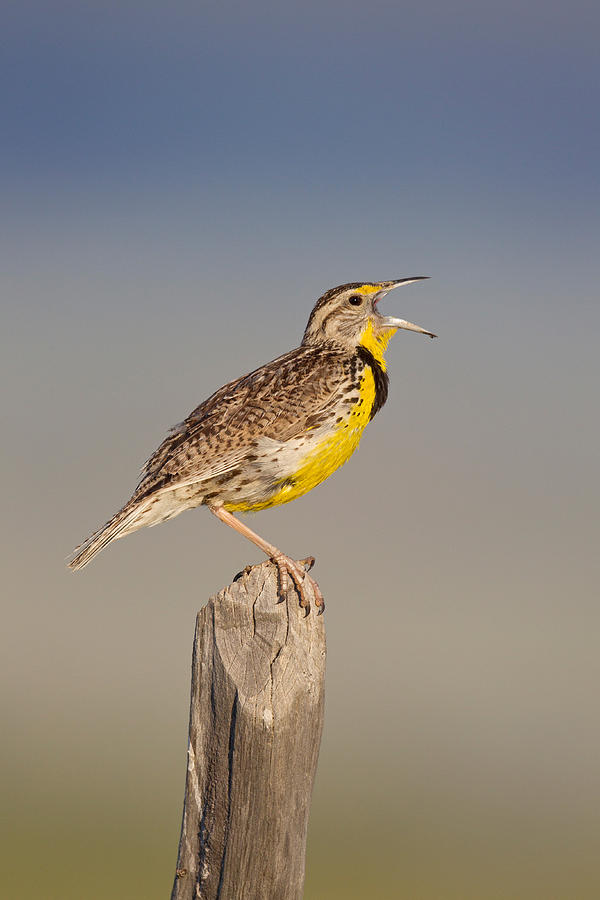 Western Meadowlark Photograph by James Zipp - Fine Art America