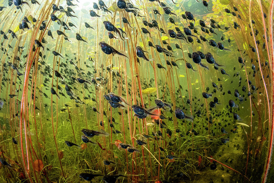 Western Toad Tadpoles Swimming Among Lily Pads In Lake #4 Photograph by Shane Gross / Naturepl.com Western Toad Tadpoles Swimming Among Lily Pads In Lake #4 Photograph by Shane Gross / Naturepl.com