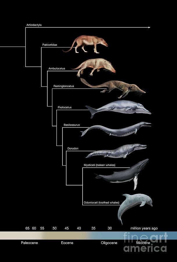 Whale Evolution #4 Photograph by Mikkel Juul Jensen / Science Photo Library