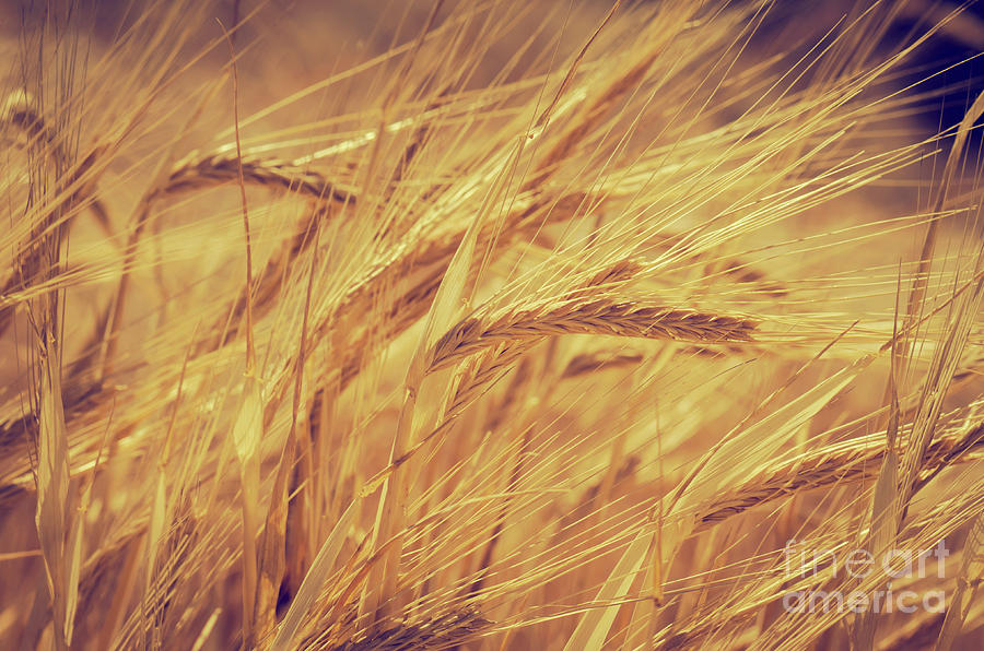 Wheat #4 Photograph by Jelena Jovanovic