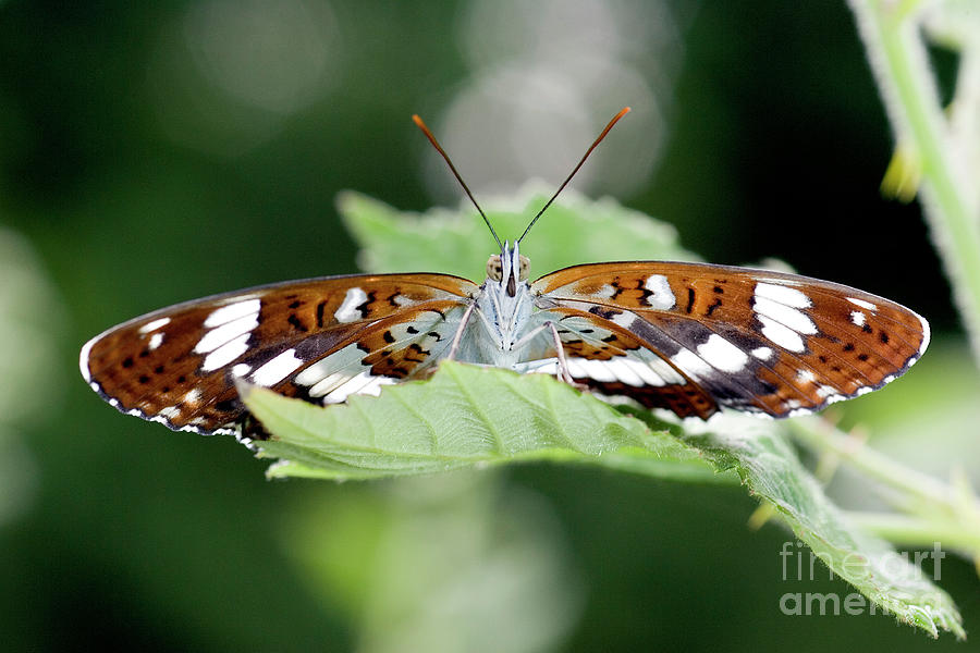 White Admiral Butterfly #4 Photograph by John Devries/science Photo Library