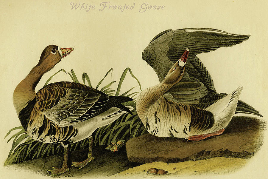 White Fronted Goose #4 Painting by John James  Audubon