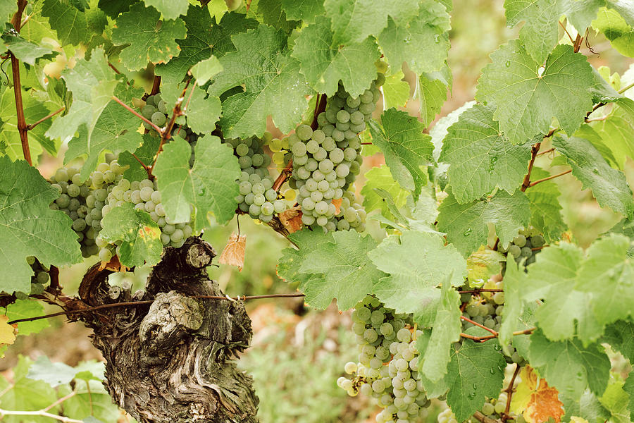 White Grapes On A Vine #4 Photograph by Jennifer Braun