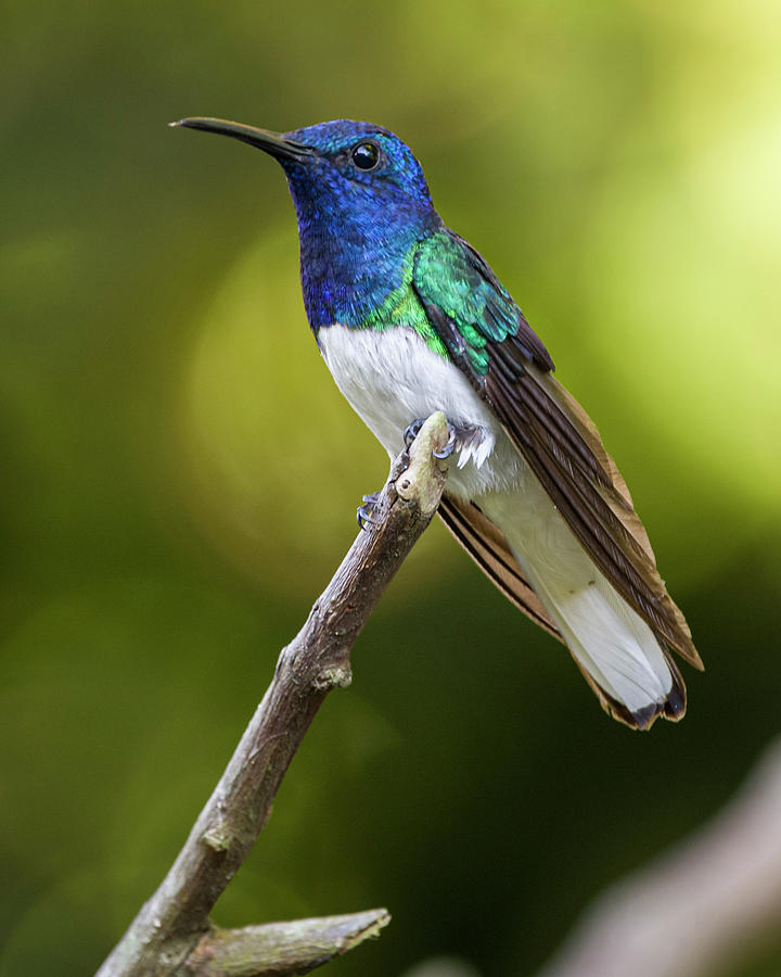 White Necked Jacobin Los Alpes Ibague Tolima Colombia #4 Photograph by Adam Rainoff