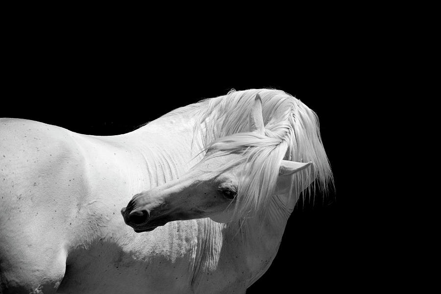 White Stallion Horse Andalusian Bw Photograph by 66north