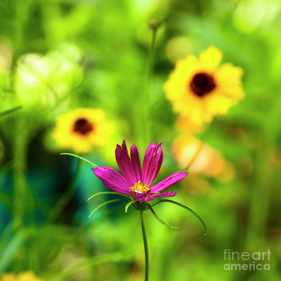 Wildflowers #4 Photograph by Raul Rodriguez