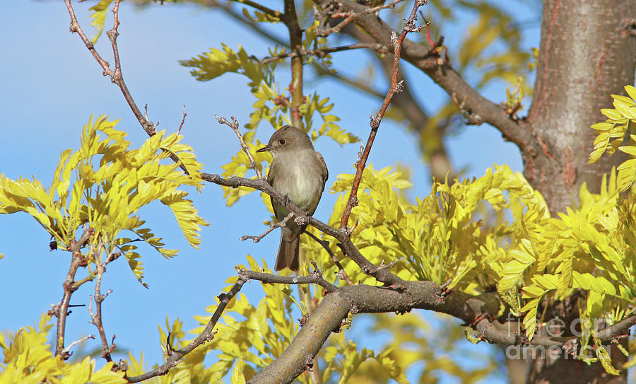 Willow Flycatcher Photograph - Willow Flycatcher by Gary Wing Willow Flycatcher Photograph - Willow Flycatcher by Gary Wing