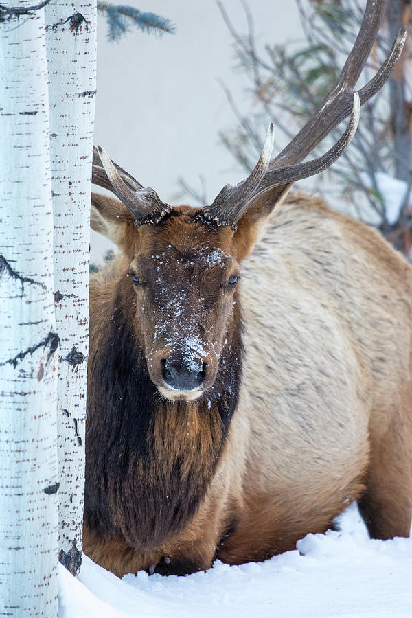 Elk Photograph - 4 Wire winter  by Kevin Dietrich