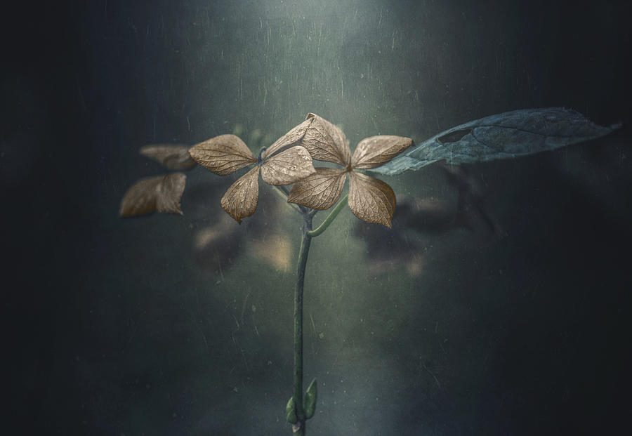 Withe Hydrangea #4 Photograph by Takashi Suzuki