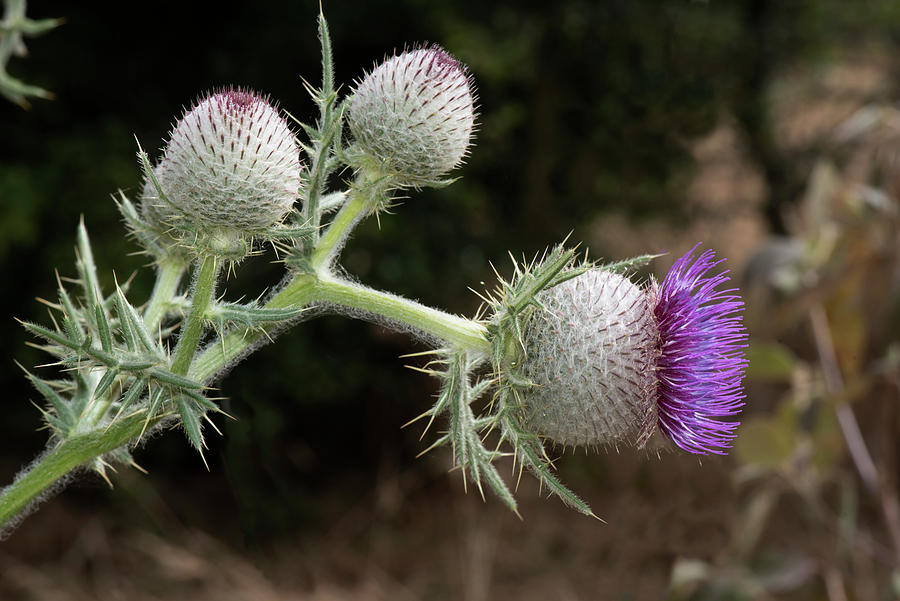 Woolly Thistle #4 Photograph by Nigel Cattlin