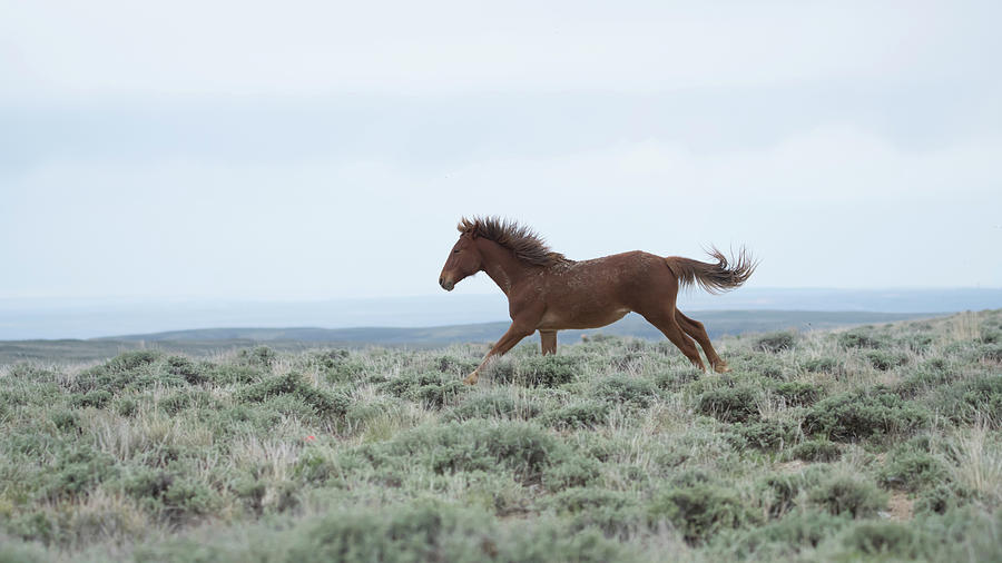 Wyoming Wild Horses #6 Photograph by Patrick Nowotny