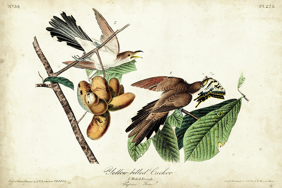 Animal Painting - Yellow-billed Cuckoo #4 by John James Audubon