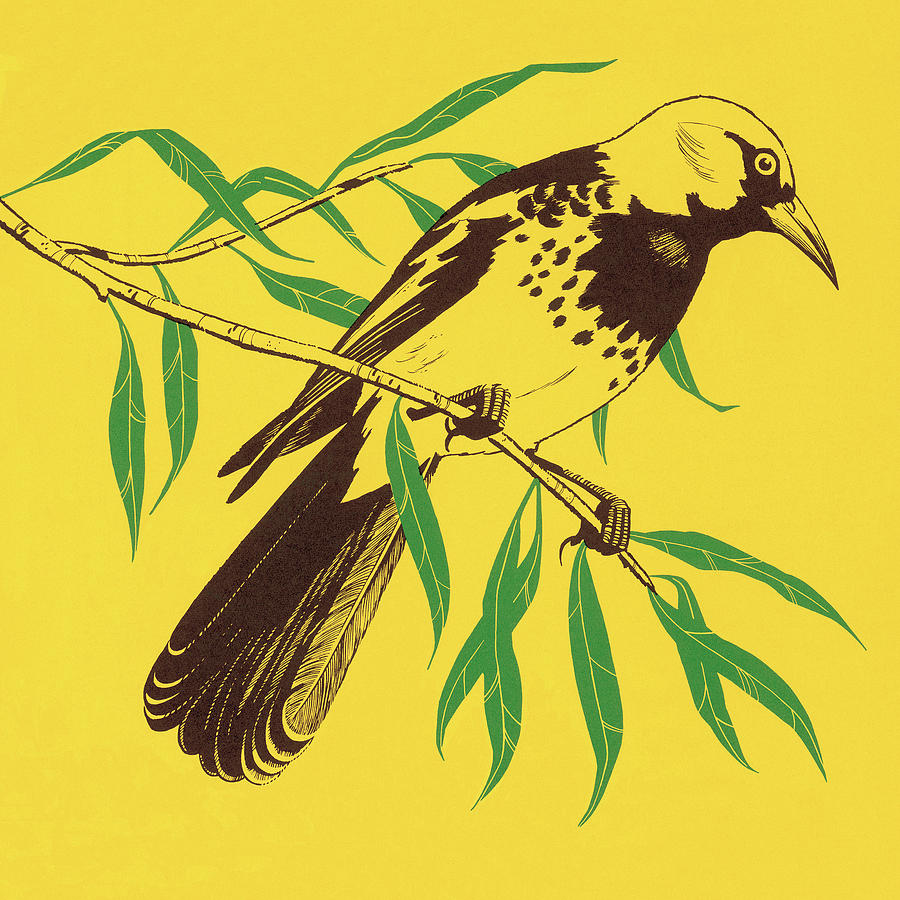 Nature Drawing - Yellow Bird #4 by CSA Images