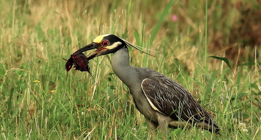 Yellow-Crowned Night Heron by Betty Berard Yellow-Crowned Night Heron by Betty Berard