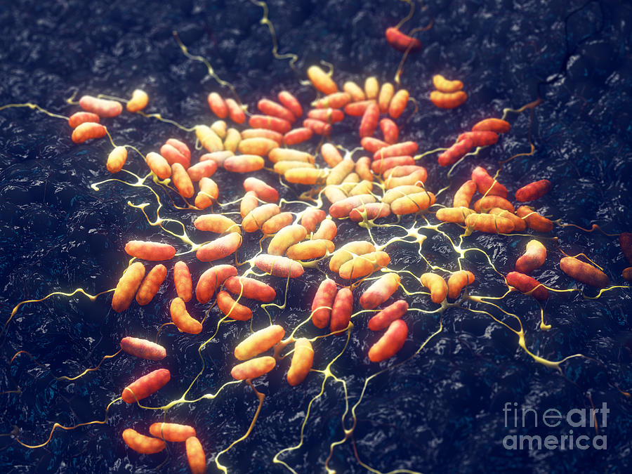 Yersinia Pestis Bacteria #4 by Nobeastsofierce/science Photo Library