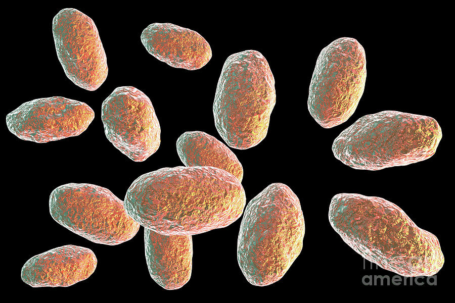 Yersinia Pseudotuberculosis Bacteria #4 Photograph by Kateryna Kon/science Photo Library
