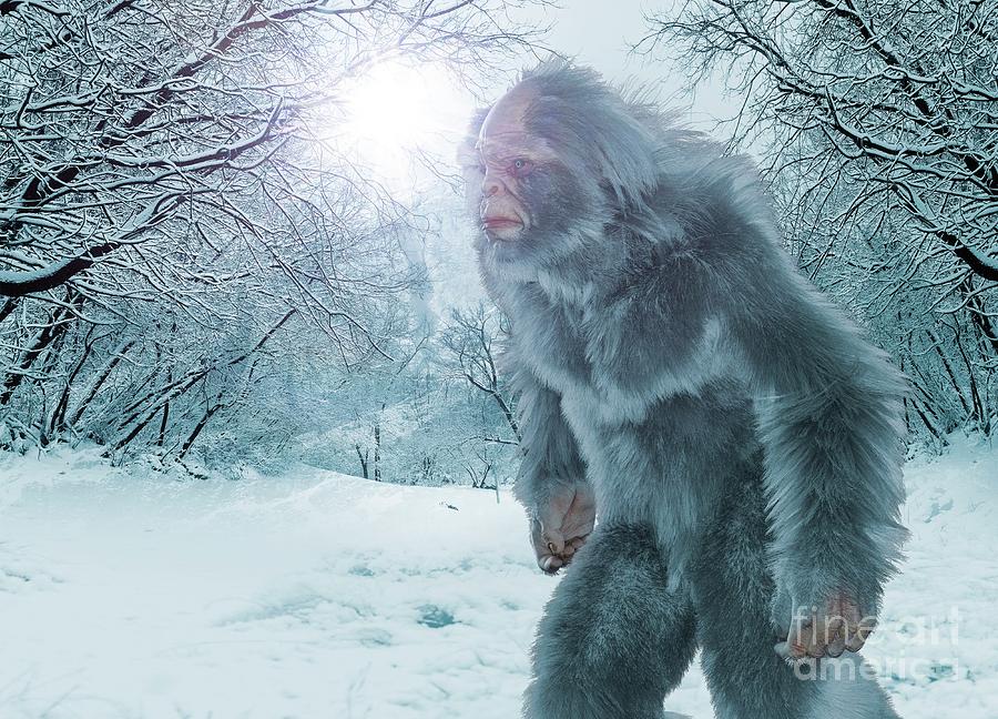 Yeti Photograph By Victor Habbick Visions Science Photo Library - Pixels