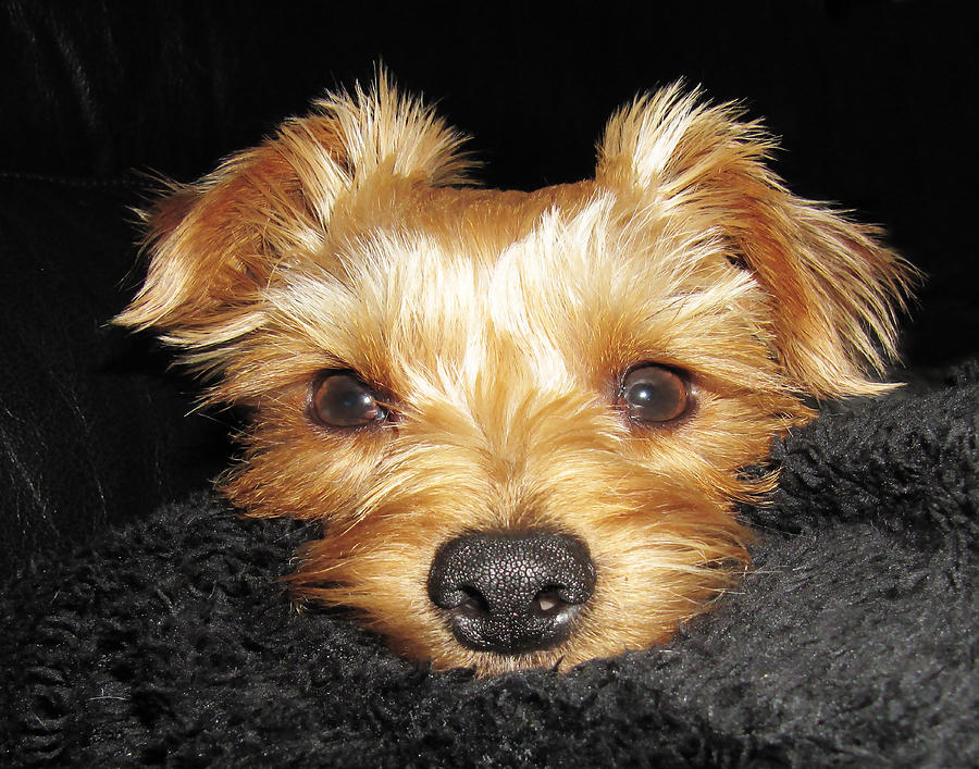 Yorkshire Terrier by Dave Byrne Yorkshire Terrier by Dave Byrne