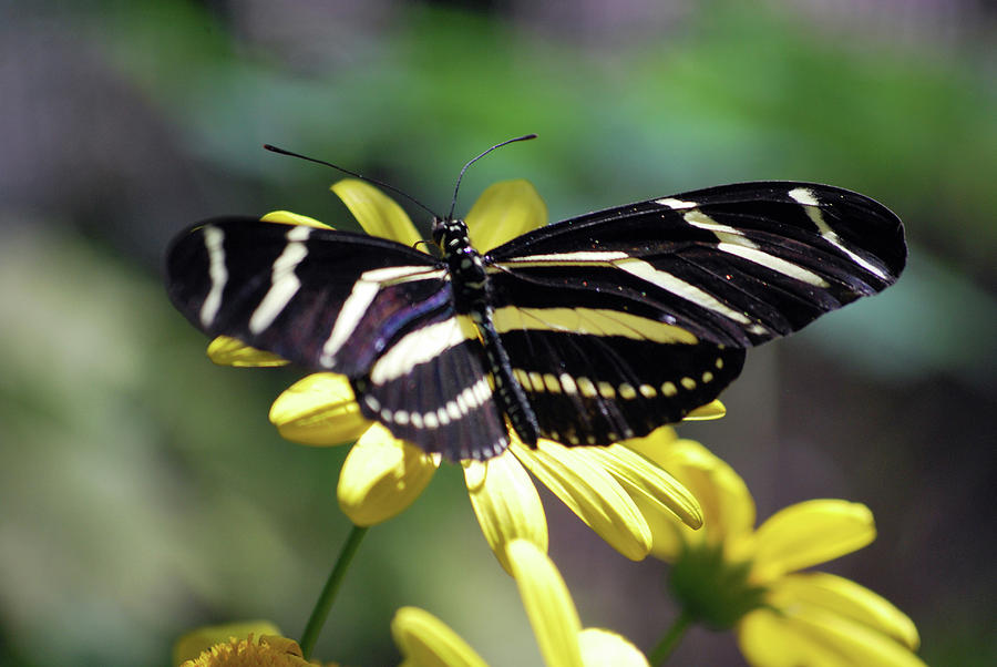 Zebra Butterfly Photograph by Richard Jenkins